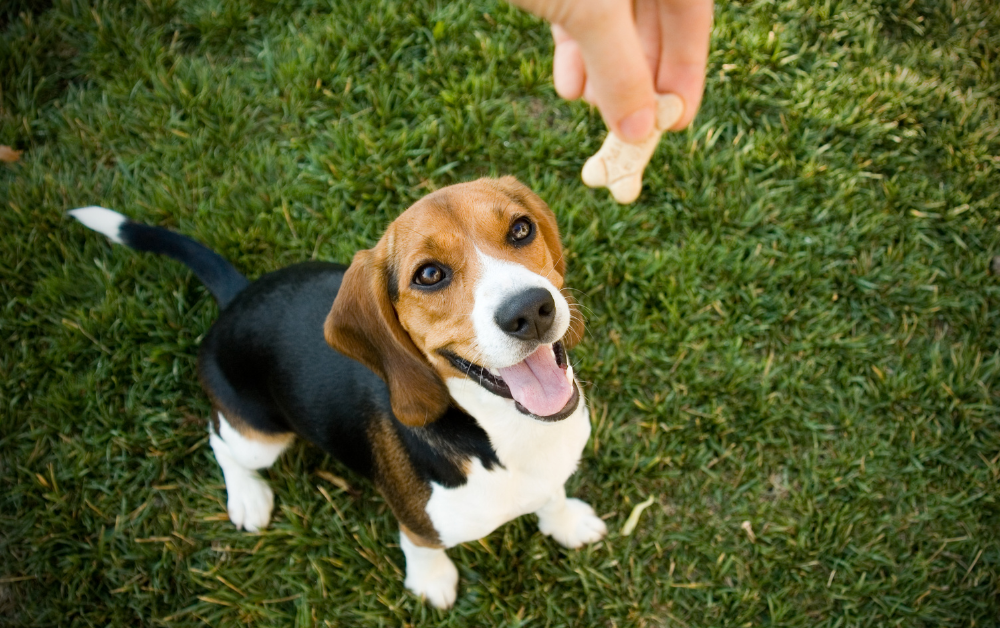 The Benefits of Choosing Healthy Training Treats for Your Dog